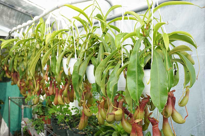Cách trồng và chăm sóc cây nắp ấm ăn thịt 7 cây nắp ấm được thiết kế đẹp