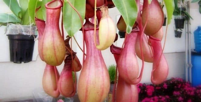 Cách trồng và chăm sóc cây nắp ấm ăn thịt 1 Cách trồng và chăm sóc cây nắp ấm ăn thịt