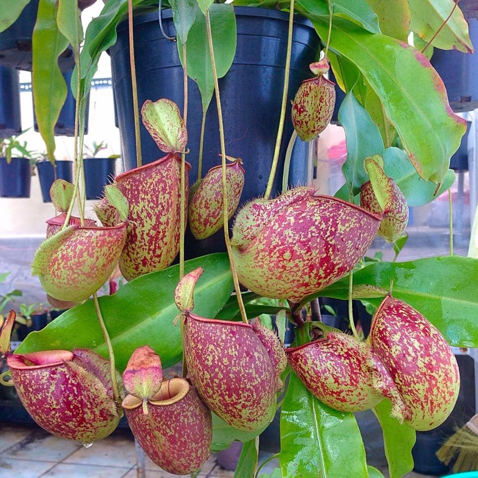Cách trồng và chăm sóc cây nắp ấm ăn thịt 12 cây nắp ấm phát triển khỏe mạnh