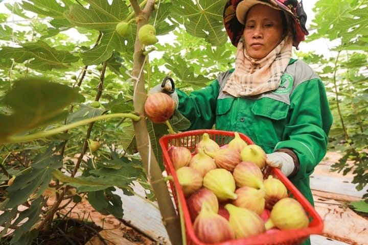 Kỹ thuật trồng và chăm sóc cây sung mỹ 10 thu hoạch cây sung mỹ