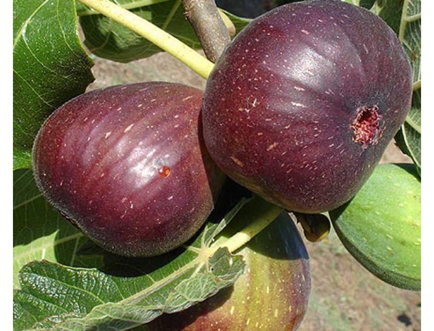 Kỹ thuật trồng và chăm sóc cây sung mỹ 12 Kỹ thuật trồng và chăm sóc cây sung mỹ