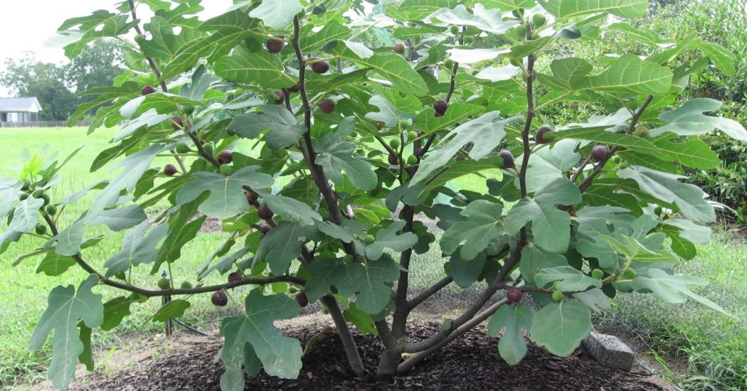 Kỹ thuật trồng và chăm sóc cây sung mỹ 9 THU HOẠCH SUNG MỸ