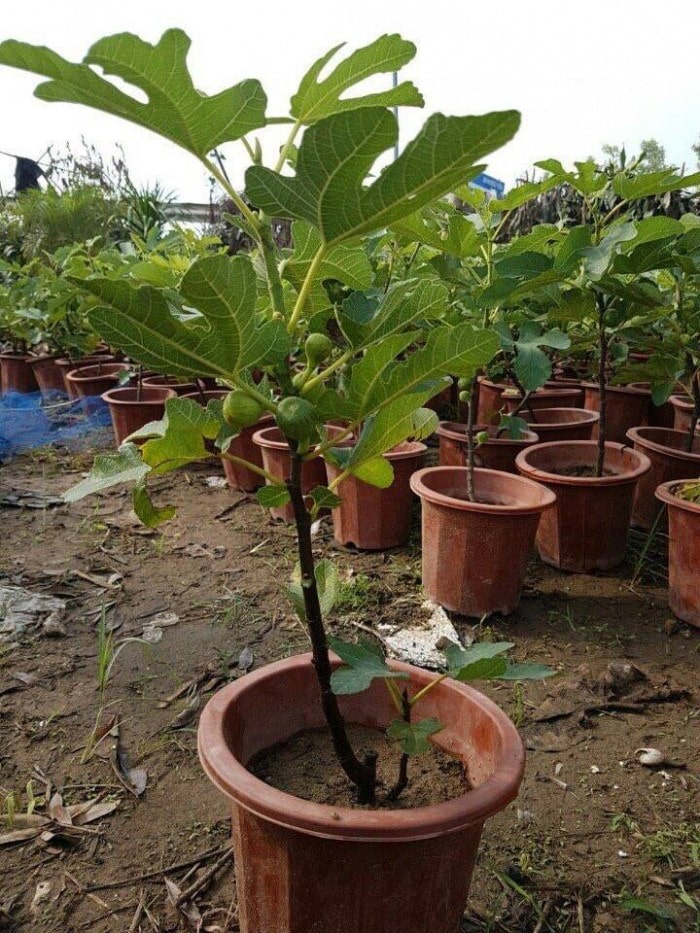 Kỹ thuật trồng và chăm sóc cây sung mỹ 6 KỸ THUẬT TRỒNG CÂY SUNG MỸ