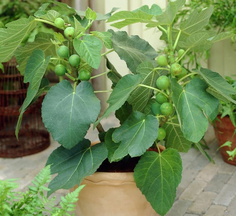 Kỹ thuật trồng và chăm sóc cây sung mỹ 2 TÌM HIỂU CÂY SUNG MỸ