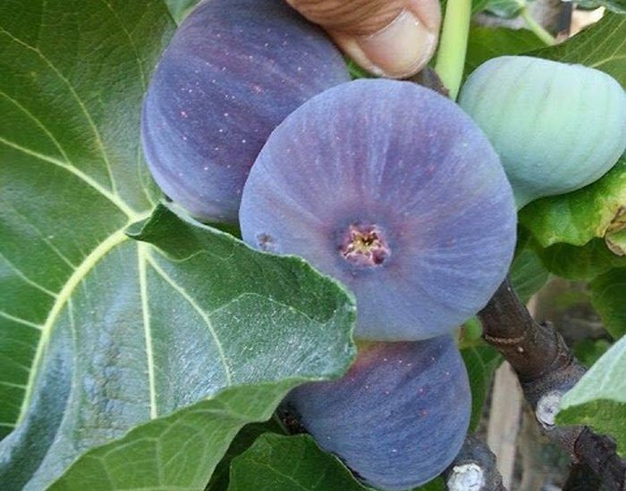 Kỹ thuật trồng và chăm sóc cây sung mỹ 1 Kỹ thuật trồng và chăm sóc cây sung mỹ