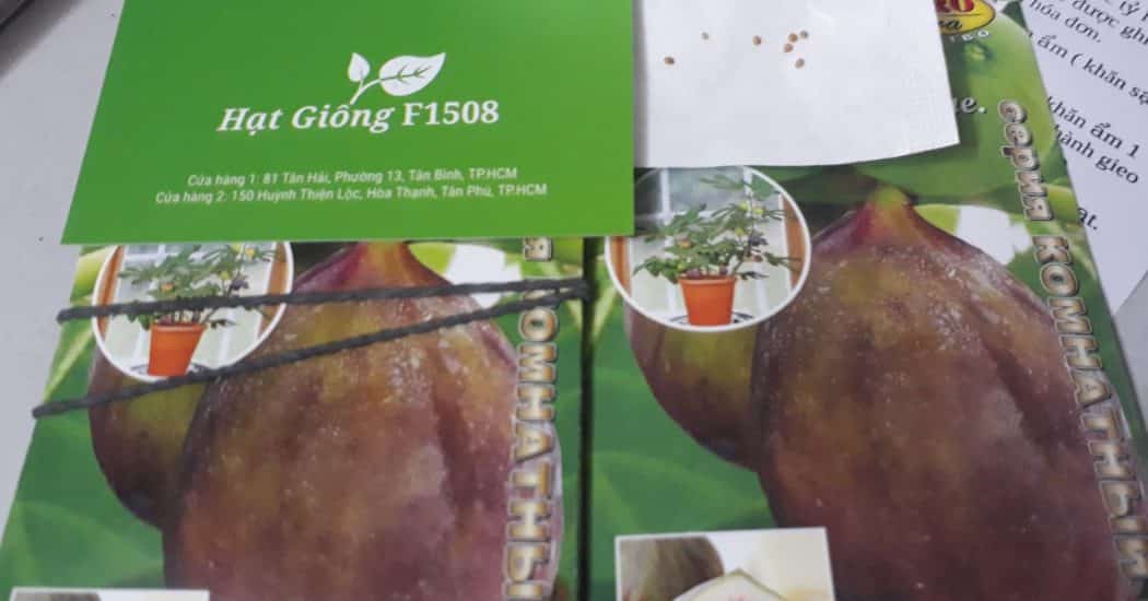 Kỹ thuật trồng và chăm sóc cây sung mỹ 4 HAT GIỐNG CÂY SUNG MỸ