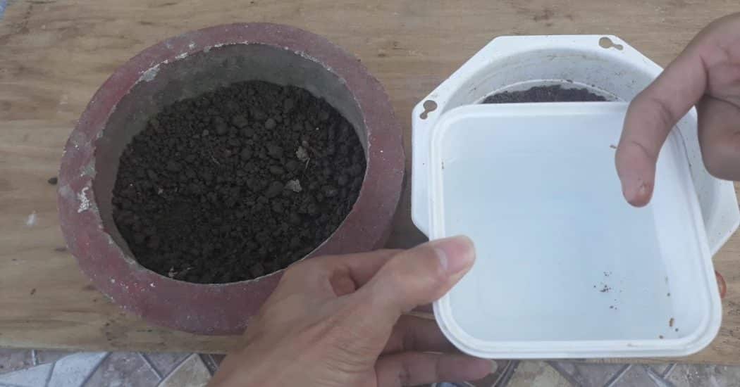 Kỹ thuật trồng và chăm sóc cây sung mỹ 5 gieo hạt cây sung mỹ