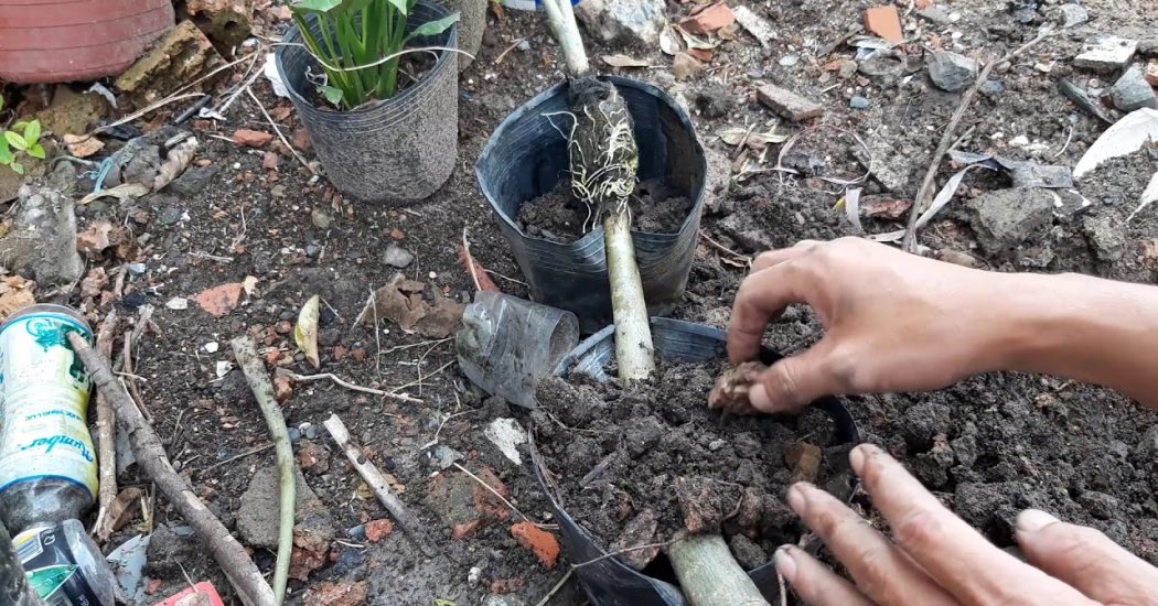 Cách chiết cành cây hoa sứ nhanh và hiệu quả 7 Cách chiết cành cây hoa sứ nhanh và hiệu quả