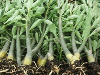 Cách chiết cành cây hoa sứ nhanh và hiệu quả 6 chiet canh hoa su 2 min