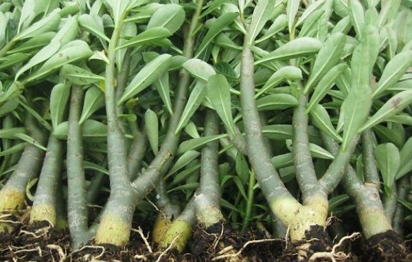 chiet-canh-hoa-su (2)-min