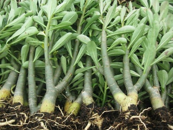 Cách chiết cành cây hoa sứ nhanh và hiệu quả 9 những cây hoa sứ chiết thành công
