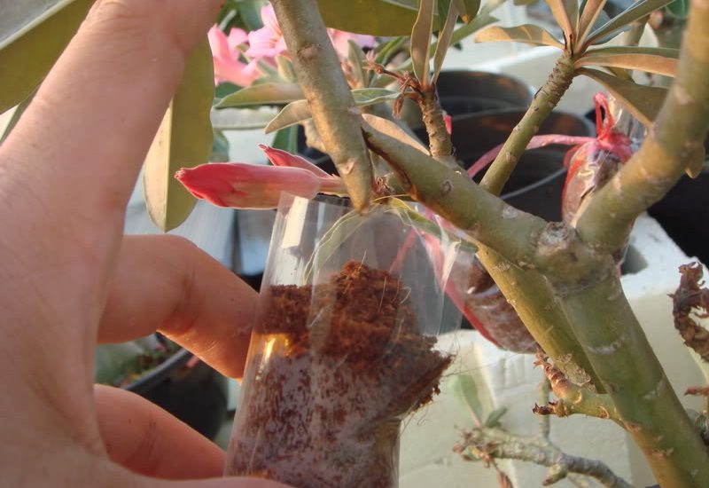 Cách chiết cành cây hoa sứ nhanh và hiệu quả 6 cách chiết cành cây hoa sứ hiệu quả