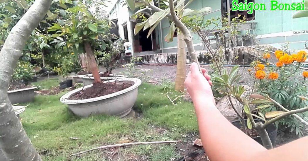 Cách chiết cành cây hoa sứ nhanh và hiệu quả 8 lựa chọn cành để chiết cây sứ