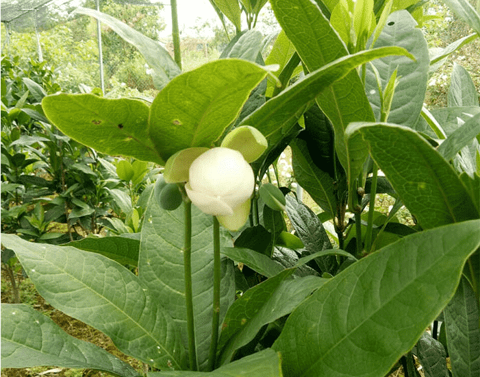 Cách chăm sóc cây hoa dạ hợp ra hoa về đêm 3 Công dụng của cây hoa dạ hợp