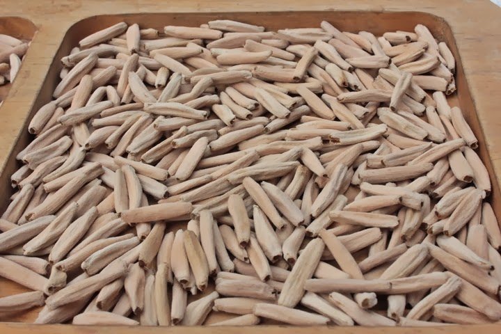 Kỹ thuật nhân giống sứ bằng hạt 3 hạt cây sứ