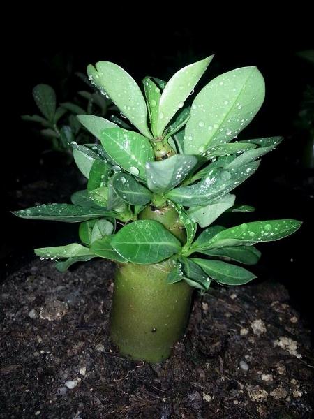Kỹ thuật nhân giống sứ bằng hạt 7 Kỹ thuật nhân giống sứ bằng hạt