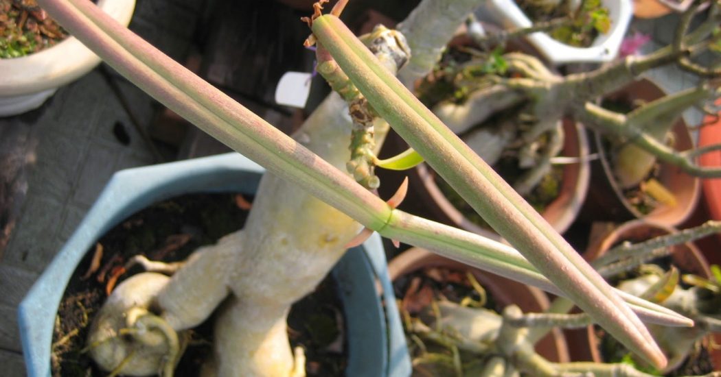 Kỹ thuật nhân giống sứ bằng hạt 1 Kỹ thuật nhân giống sứ bằng hạt