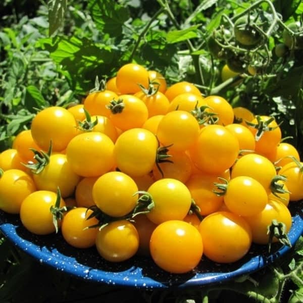 Hạt giống Cà chua bi chùm siêu quả (vàng) BALCONI 3 cà chua bi