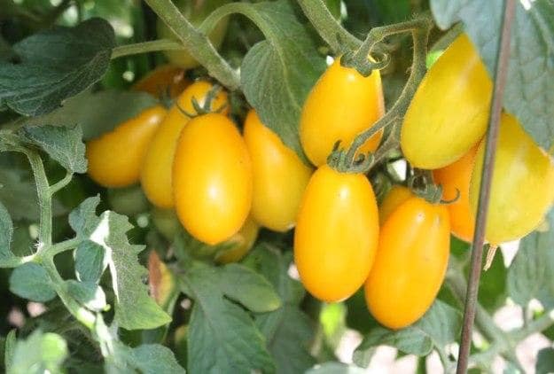 Hạt giống Cà chua bi chùm siêu quả (vàng) BALCONI 5 Tưới nước cho cây cà chua