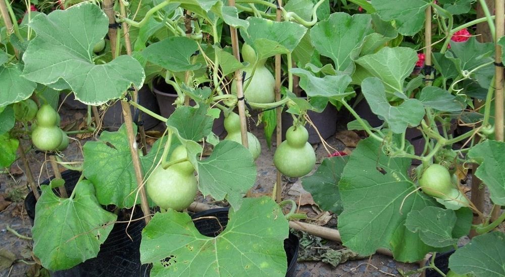 Hướng dẫn cách trồng bầu hồ lô siêu đơn giản 9 cách trồng bầu hồ lô tí hon siêu đơn giản