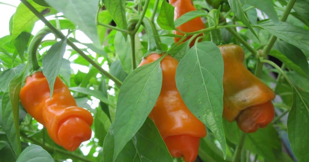 Cách trồng và chăm sóc ớt cu tí 3 CÁCH CHĂM SÓC ỚT CU TÍ