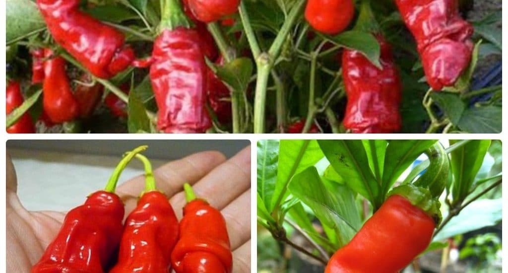 Cách trồng và chăm sóc ớt cu tí 2 CÁCH CHĂM SÓC ỚT CU TÍ