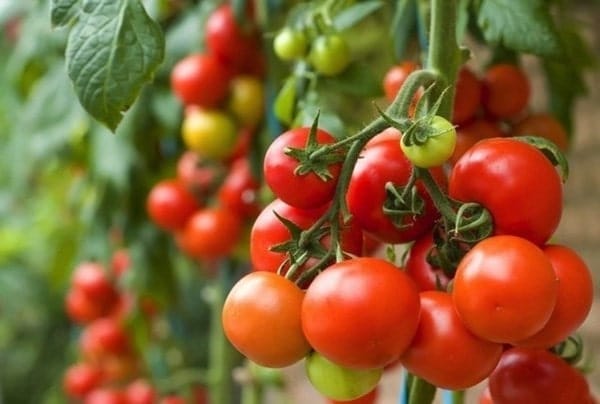 Cà chua bi cao cây quả tròn đỏ 4 cà chua sai quả