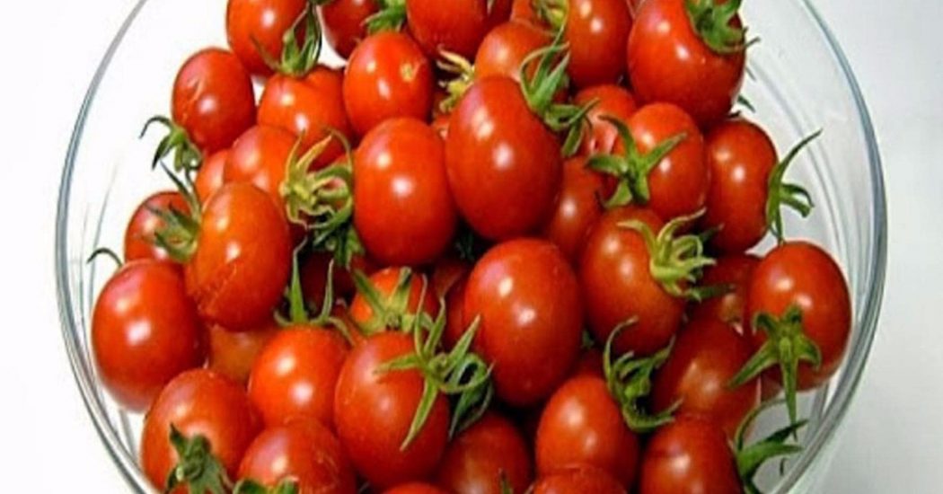 Cà chua bi cao cây quả tròn đỏ 3 phòng trừ bệnh hại trên quả cà chua