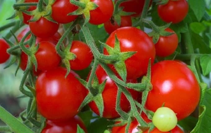 Cà chua bi cao cây quả tròn đỏ 5 những quả cà chua đẹp