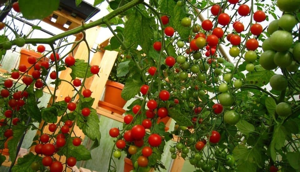 Cà chua bi quả oval cao cây LS 301 F1 7 cà chua nặng trĩu quả