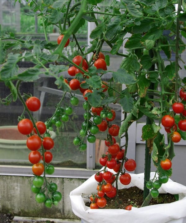 Cà chua bi quả oval cao cây LS 301 F1 4 Đào hố trồng cây.