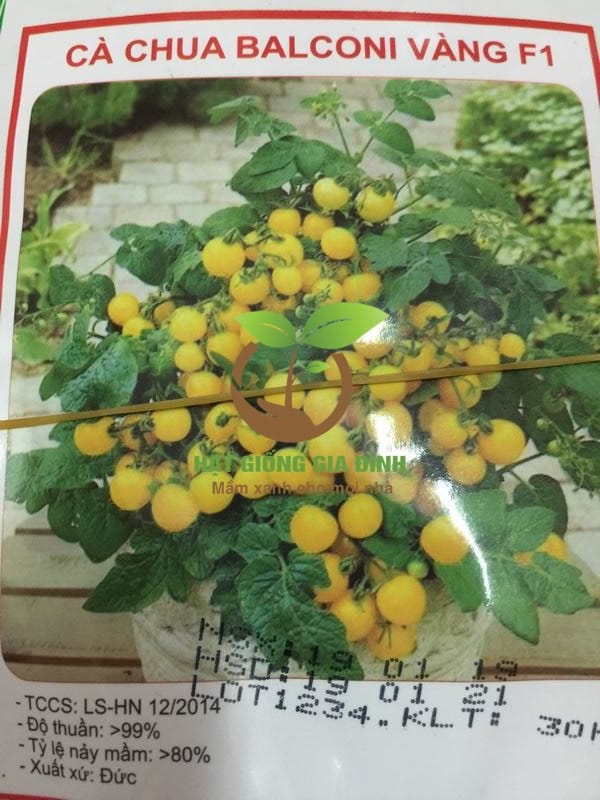 Hạt giống Cà chua bi chùm siêu quả (vàng) BALCONI 1 Hạt giống Cà chua bi chùm