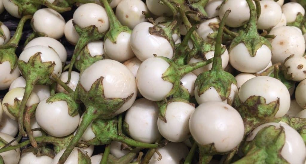 Hạt giống cà pháo trắng 6 gieo hạt giống cà pháo trắng năng xuất cao