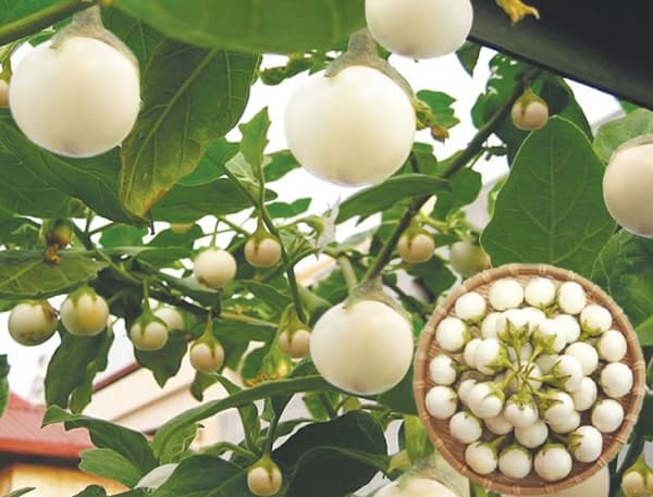 Hạt giống cà pháo trắng 4 gieo hạt giống cà pháo trắng