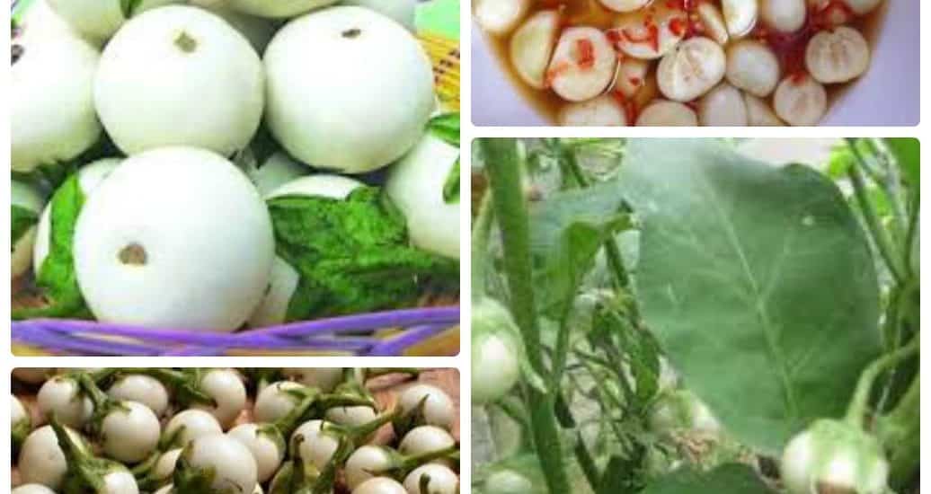 Hạt giống cà pháo trắng 2 cà pháo trắng