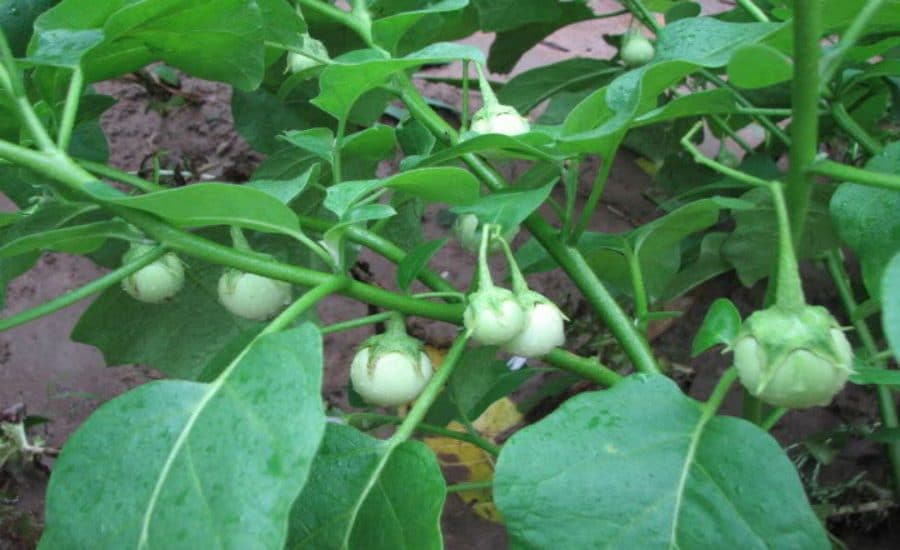 Hạt giống cà pháo trắng 5 gieo hạt giống cà pháo trắng
