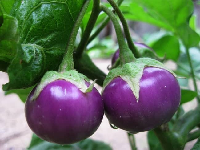 Hạt giống cà tím quả tròn( cà bát tím)tím huế 2 Làm đất trồng cây con