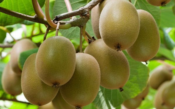 Cách trồng và chăm sóc kiwi 2 CÁCH TRỒNG VÀ CHĂM SÓC HẠT GIỐNG KIWI