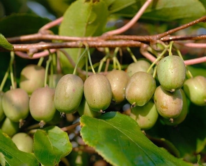 Cách trồng và chăm sóc kiwi 3 CÁCH TRỒNG VÀ CHĂM SÓC HẠT GIỐNG KIWI