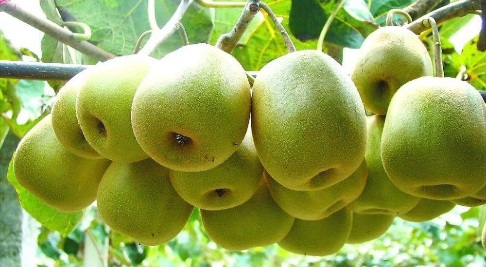 Cách trồng và chăm sóc kiwi 4 HẠT GIỐNG KIWI