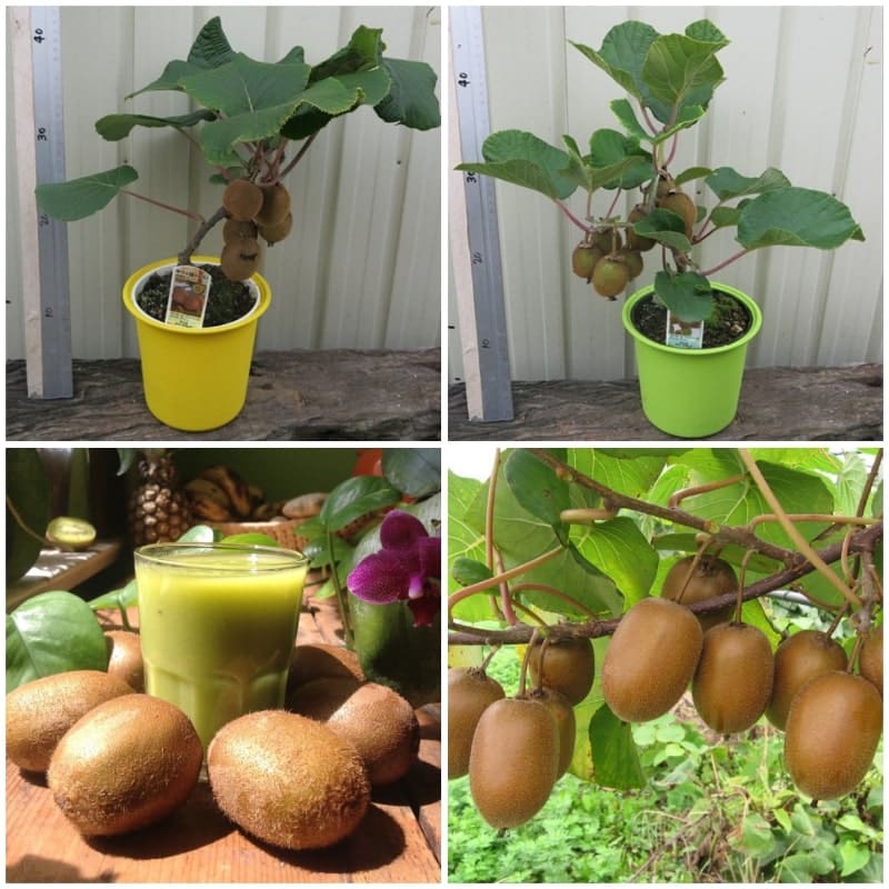 Cách trồng và chăm sóc kiwi 1 Cách trồng và chăm sóc kiwi