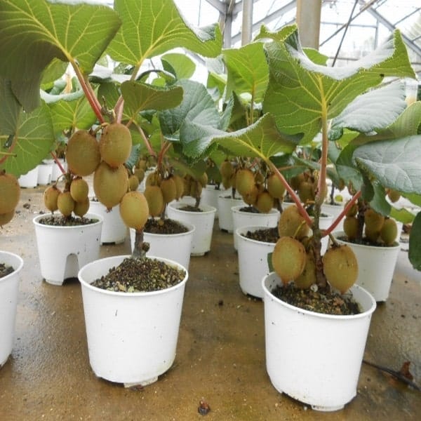 Cách trồng và chăm sóc kiwi 5 chậu cây kiwi
