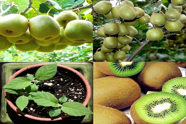 Cách trồng và chăm sóc kiwi 6 chậu cây kiwi
