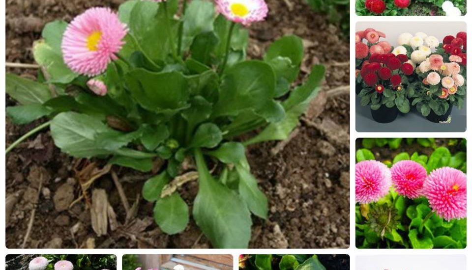 Cách trồng và chăm sóc hoa cúc anh mix 1 Cách trồng và chăm sóc hoa cúc anh mix