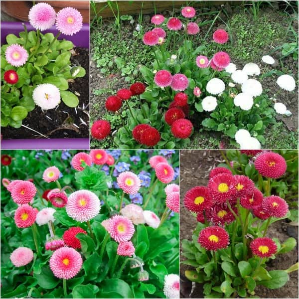 Cách trồng và chăm sóc hoa cúc anh mix 2 Đặc điểm của cúc anh mix