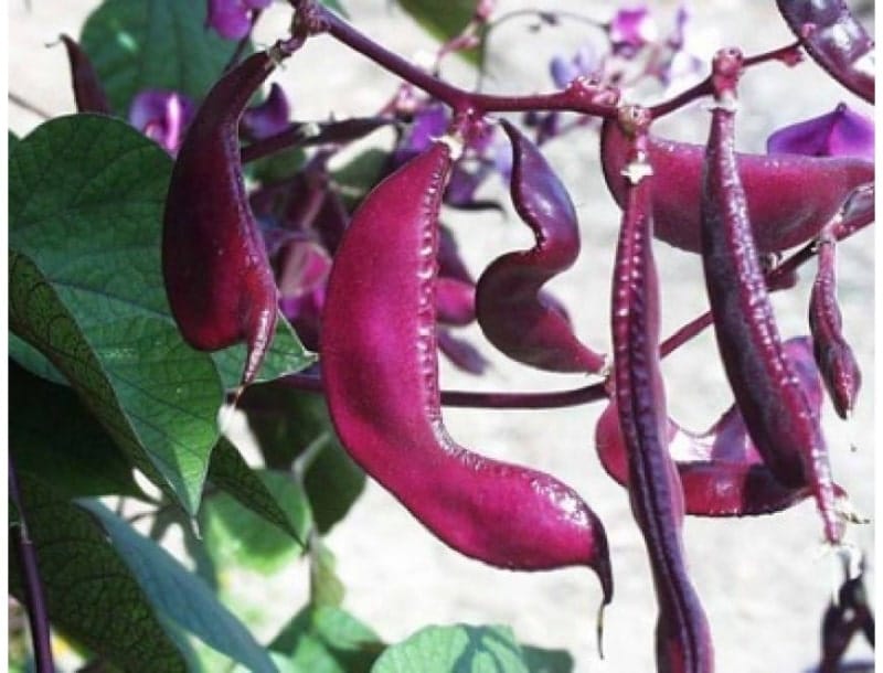 Cách trồng và chăm sóc đậu ván đỏ 2 Ngâm ủ và gieo hạt quả đậu ván đỏ