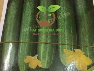 Thời vụ trồng dưa chuột vào tháng nào tốt nhất 3 dua chuot lai g7 1