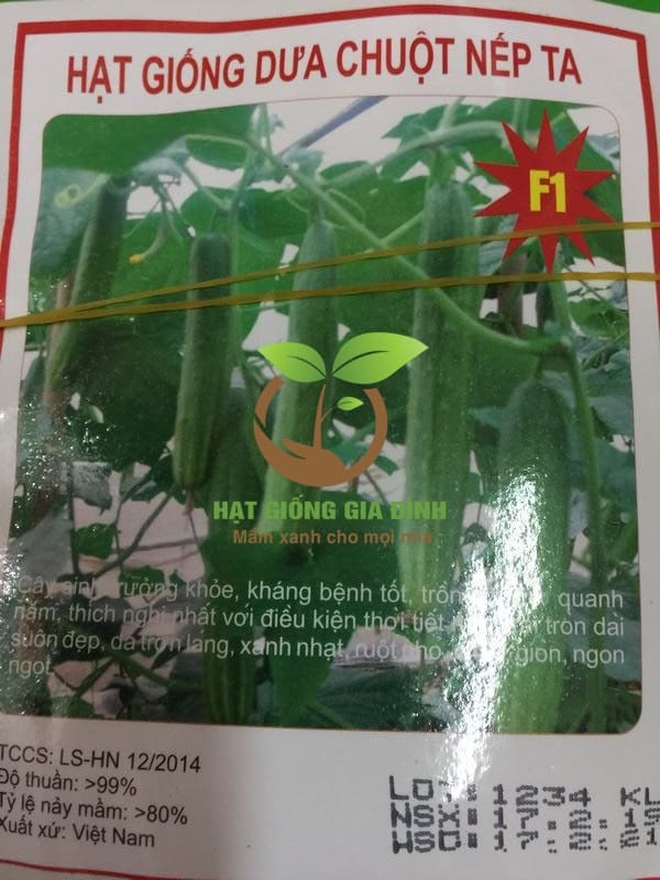 Thời vụ trồng dưa chuột vào tháng nào tốt nhất 1 Thời vụ trồng dưa chuột vào tháng nào cho năng xuất