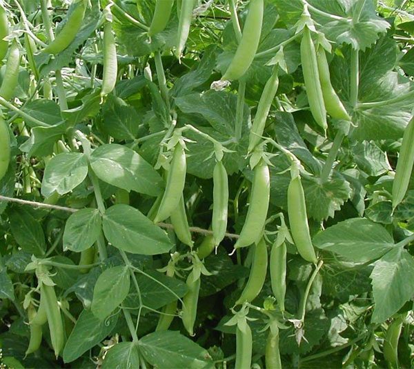 Cách trồng và chăm sóc đậu hà lan 2 Phân bón đậu hà lan
