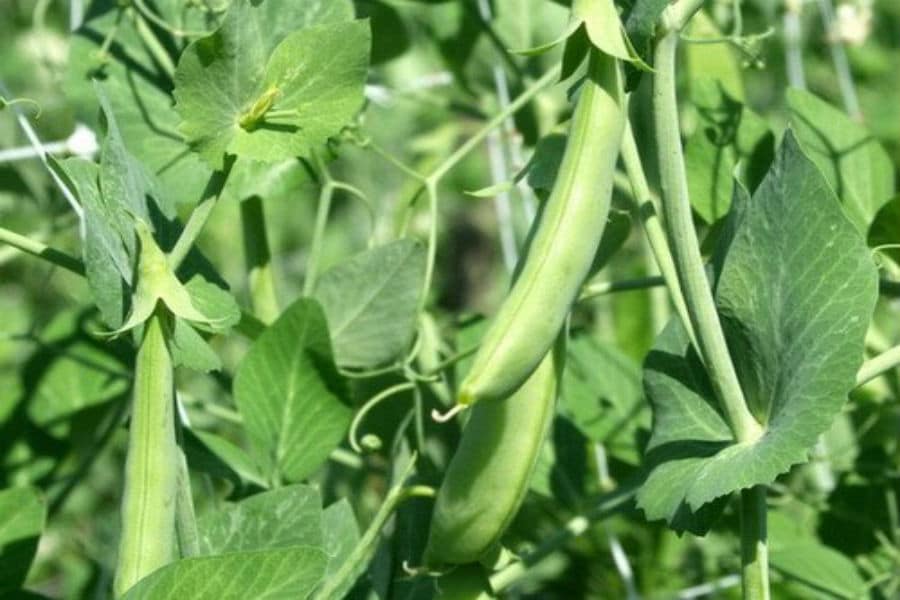 Cách trồng và chăm sóc đậu hà lan 1 Cách trồng và chăm sóc đậu hà lan